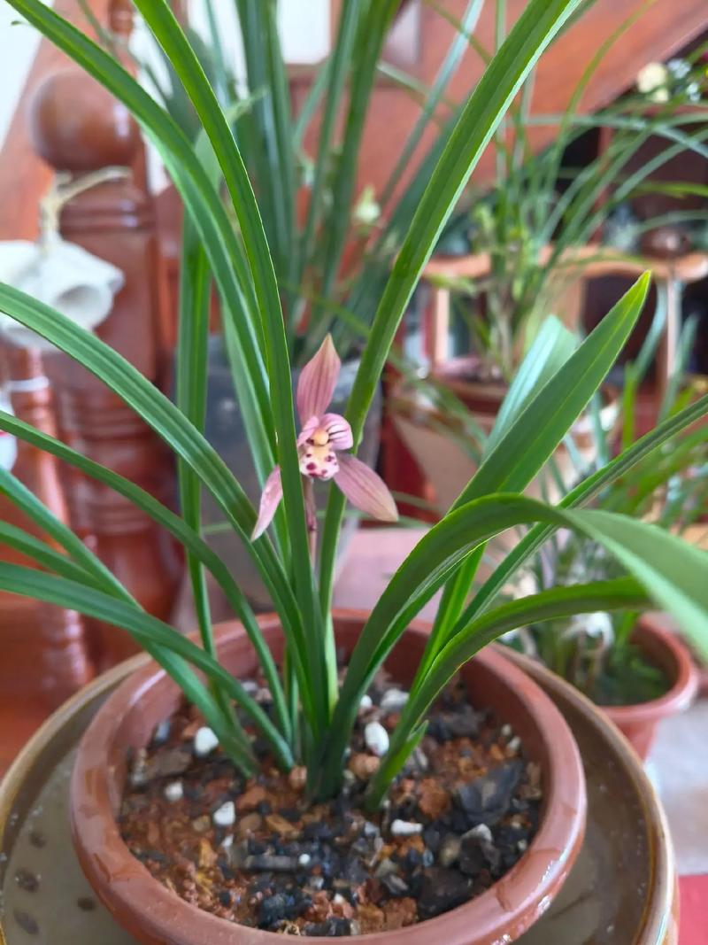 春兰最便宜品种是哪个？-图2