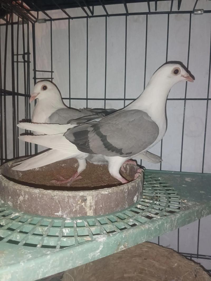 2025年乳鸽价格行情会涨还是跌?-图2 2025年乳鸽价格行情会涨还是跌?-图2