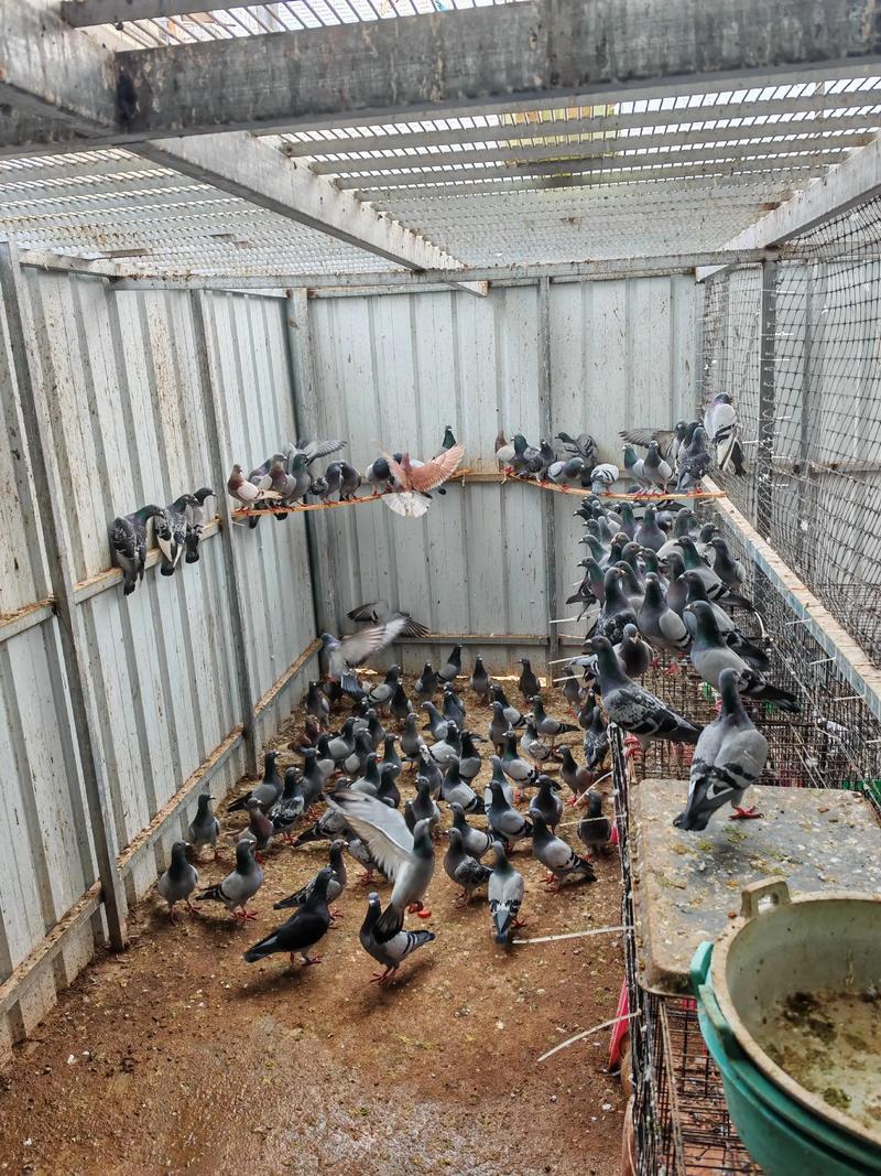 2025年乳鸽价格行情会涨还是跌?-图3 2025年乳鸽价格行情会涨还是跌?-图3