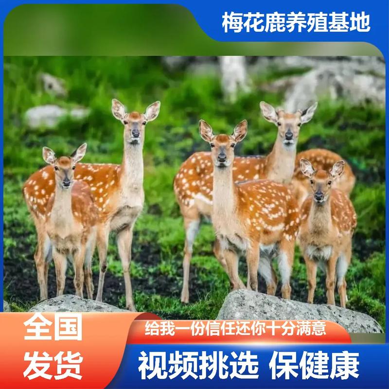 养殖梅花鹿哪个品种最好?-图1 养殖梅花鹿哪个品种最好?-图1