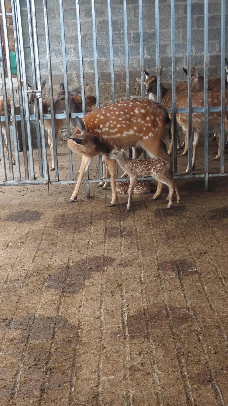 养殖梅花鹿哪个品种最好?-图2 养殖梅花鹿哪个品种最好?-图2