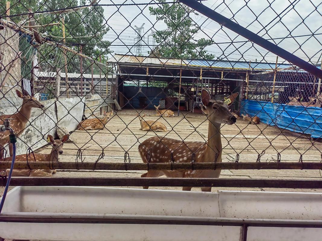 养殖梅花鹿哪个品种最好?-图3 养殖梅花鹿哪个品种最好?-图3