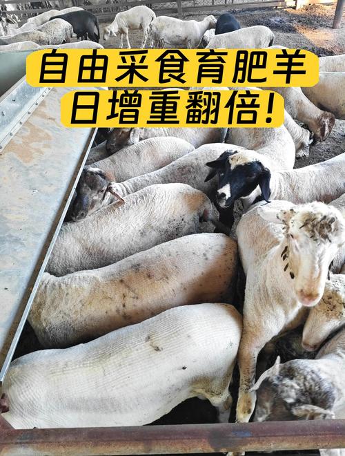 2025活羊预肥价格会涨还是跌?-图3 2025活羊预肥价格会涨还是跌?-图3