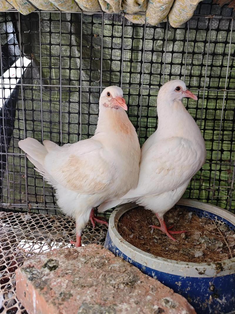 肉鸽子品种到底有多少种？-图2