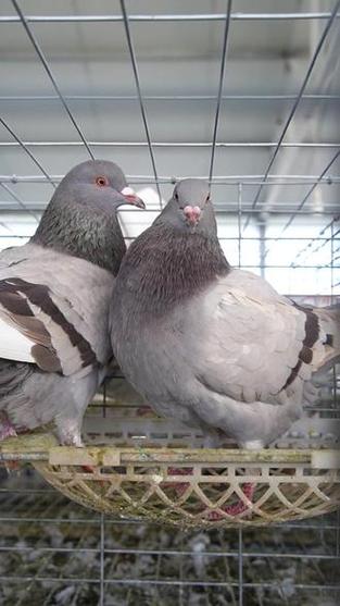 肉鸽子品种到底有多少种？-图3