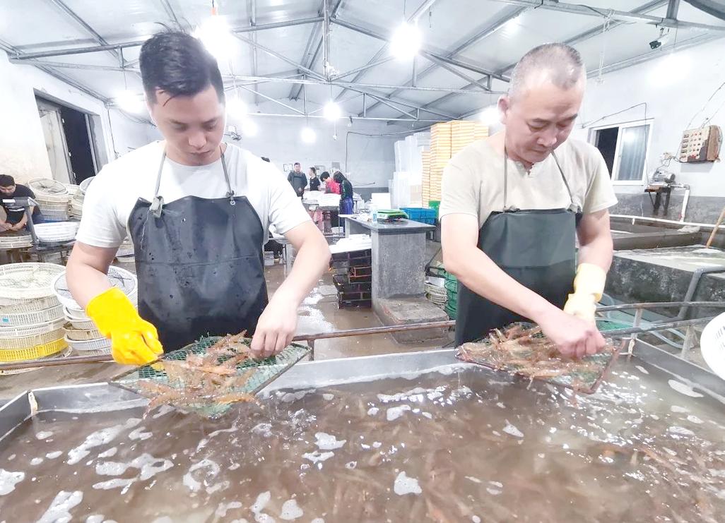 青岛即墨生态养车虾技术如何实现生态与养虾结合？-图2