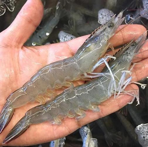 南美白对虾成体养殖关键技术有哪些?-图2 南美白对虾成体养殖关键技术有哪些?-图2