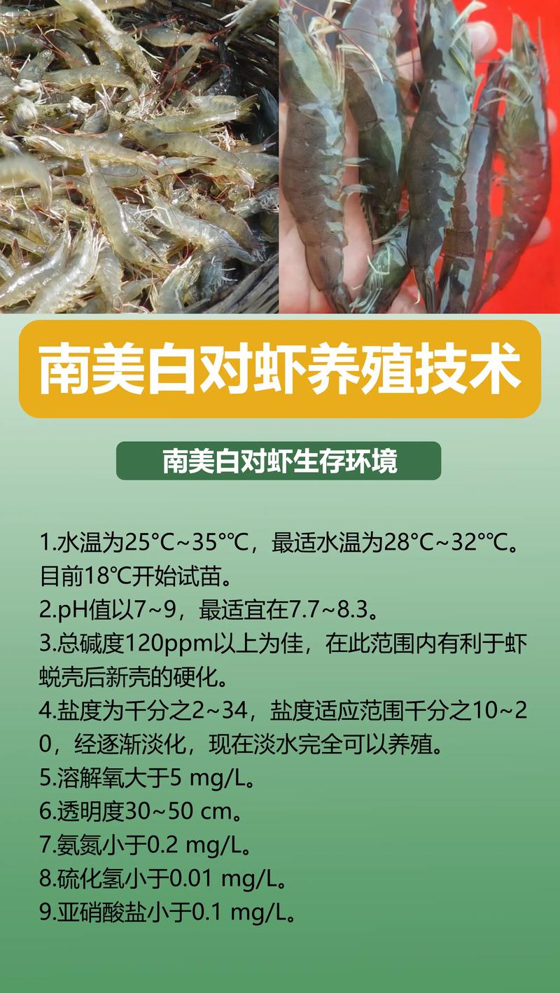 南美白对虾成体养殖关键技术有哪些?-图1 南美白对虾成体养殖关键技术有哪些?-图1