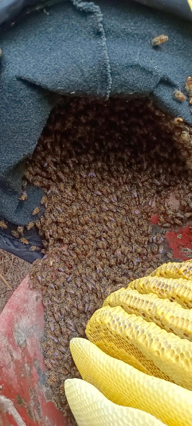 中蜂品种如何高效维持大群？-图1