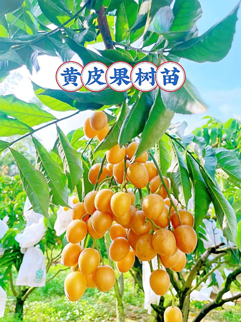 黄皮果种植视频,新手能学会吗?-图2 黄皮果种植视频,新手能学会吗?-图2