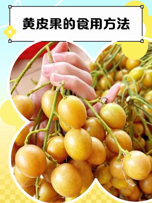 黄皮果种植视频，新手能学会吗？-图3