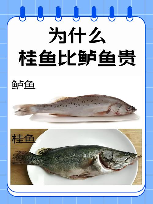 桂花鱼价格后市如何？-图2