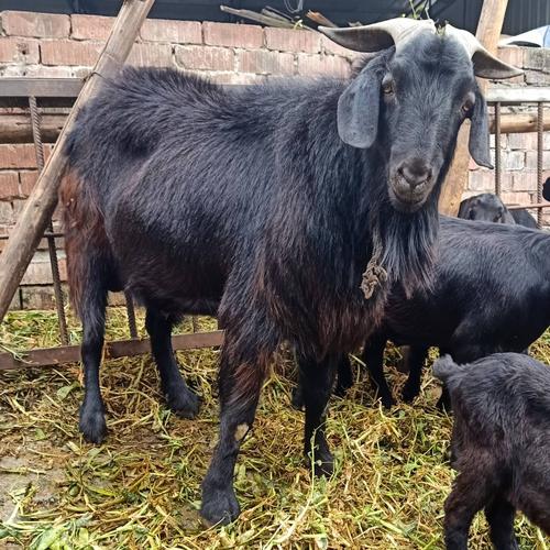 养殖黑山羊什么品种最好？-图2