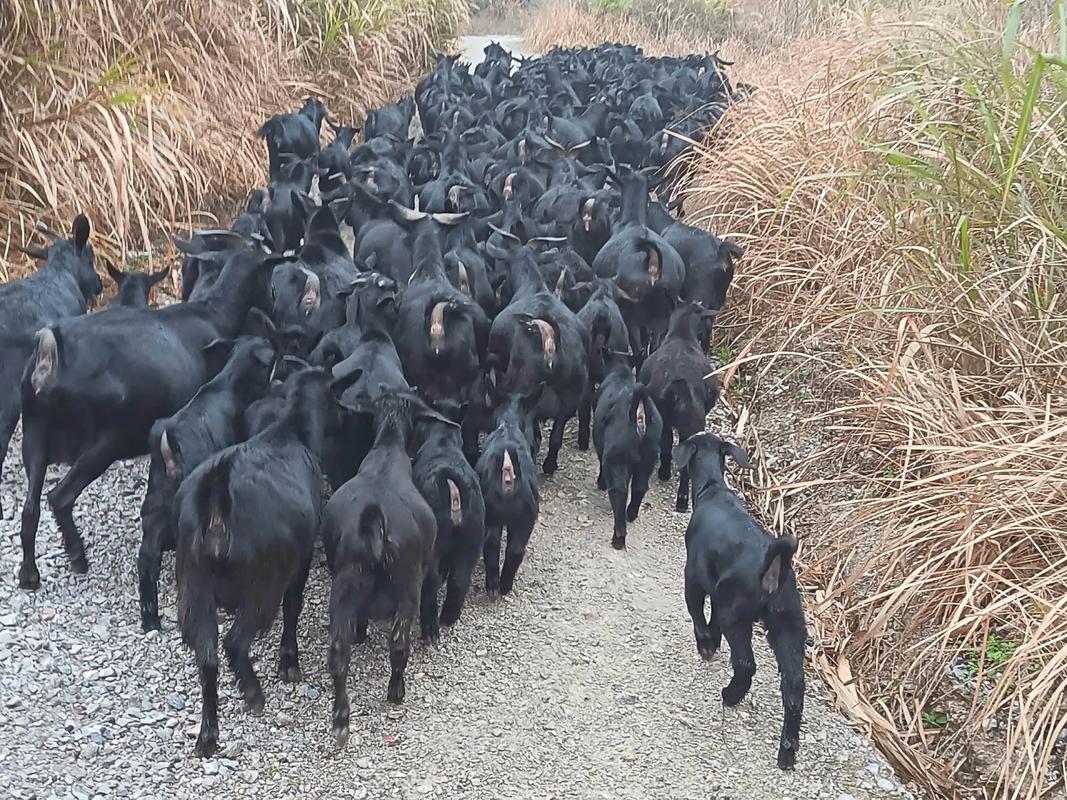 养殖黑山羊什么品种最好？-图1