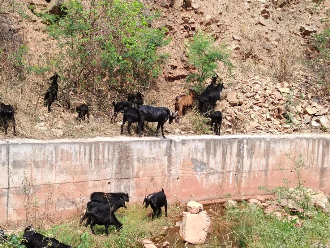 养殖黑山羊什么品种最好？-图3