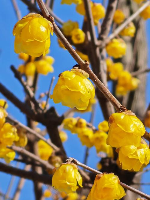 腊梅花有哪些常见品种?-图1 腊梅花有哪些常见品种?-图1