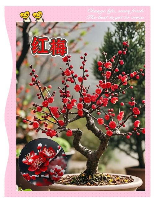 腊梅花有哪些常见品种?-图3 腊梅花有哪些常见品种?-图3