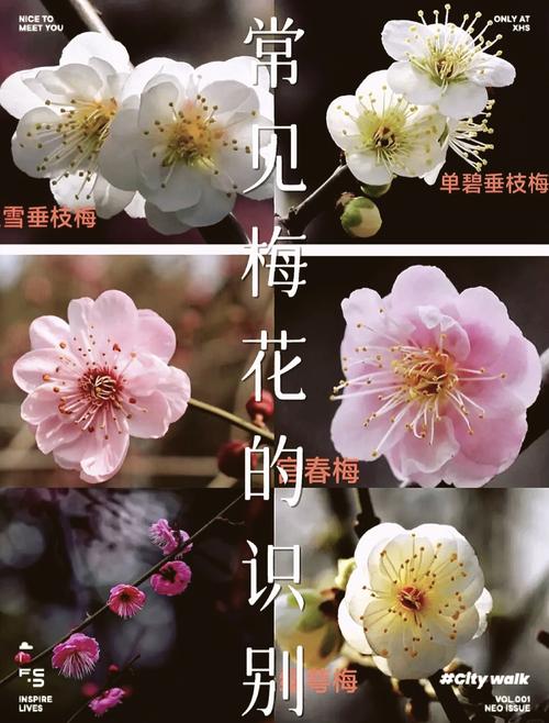 腊梅花有哪些常见品种?-图2 腊梅花有哪些常见品种?-图2