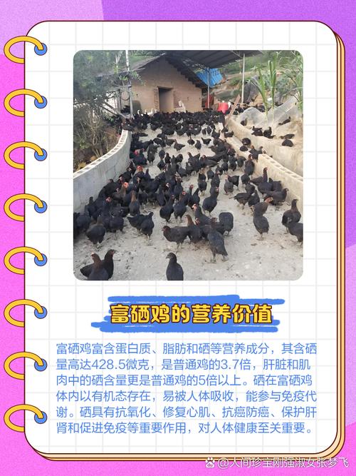 优质肉鸡新品种如何高效培育？-图1