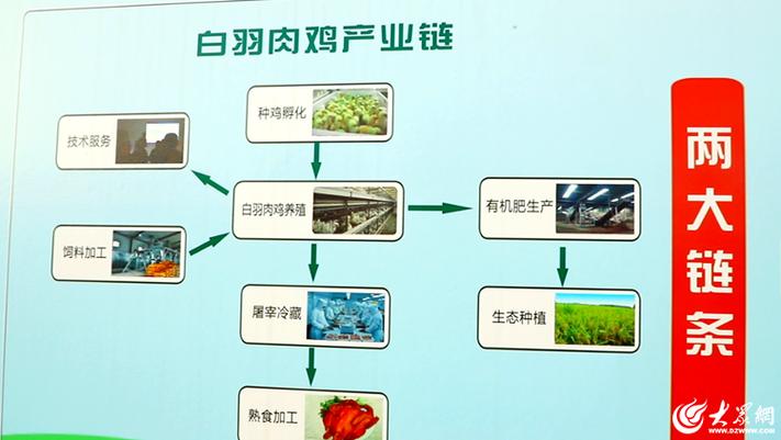 优质肉鸡新品种如何高效培育？-图3