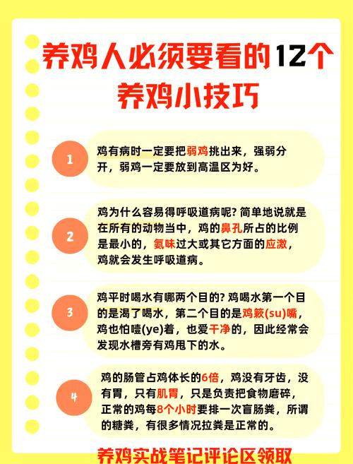 优质肉鸡新品种如何高效培育？-图2