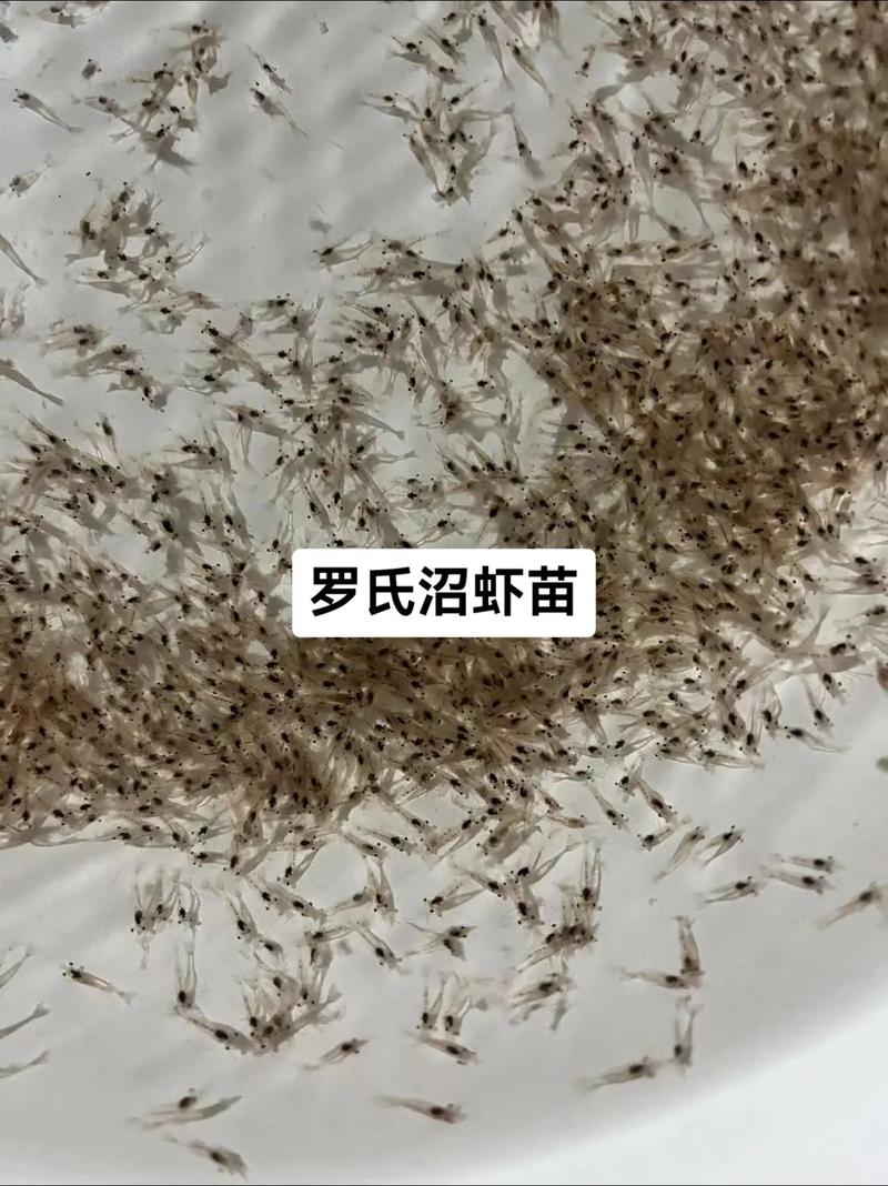 贵州淡水对虾苗养殖技术要点有哪些?-图3 贵州淡水对虾苗养殖技术要点有哪些?-图3