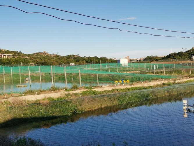 贵州淡水对虾苗养殖技术要点有哪些?-图1 贵州淡水对虾苗养殖技术要点有哪些?-图1