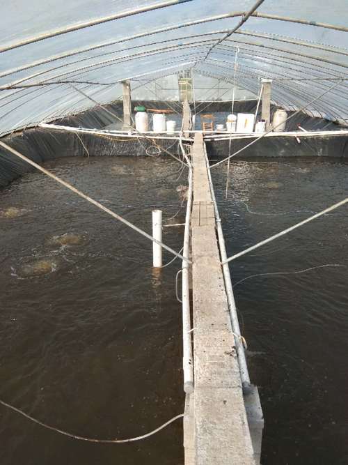 贵州淡水对虾苗养殖技术要点有哪些?-图2 贵州淡水对虾苗养殖技术要点有哪些?-图2