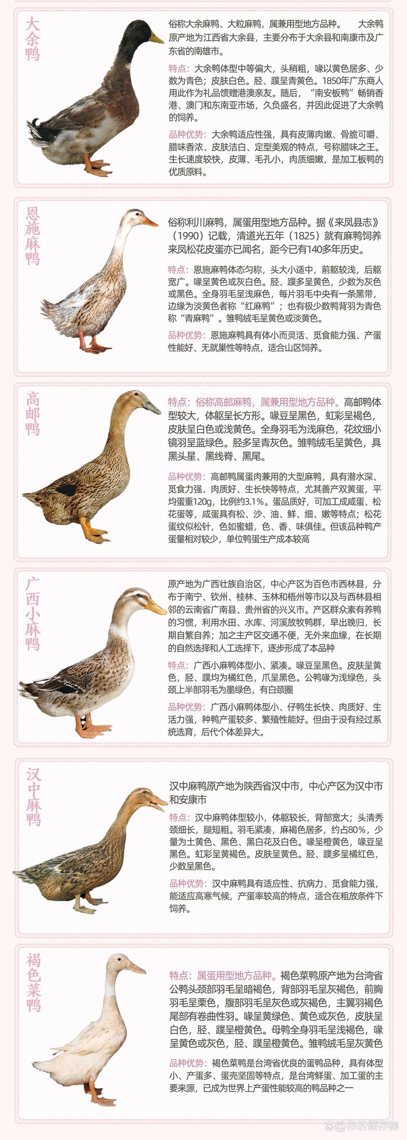 我国饲养的鸭到底有几个品种?-图2 我国饲养的鸭到底有几个品种?-图2