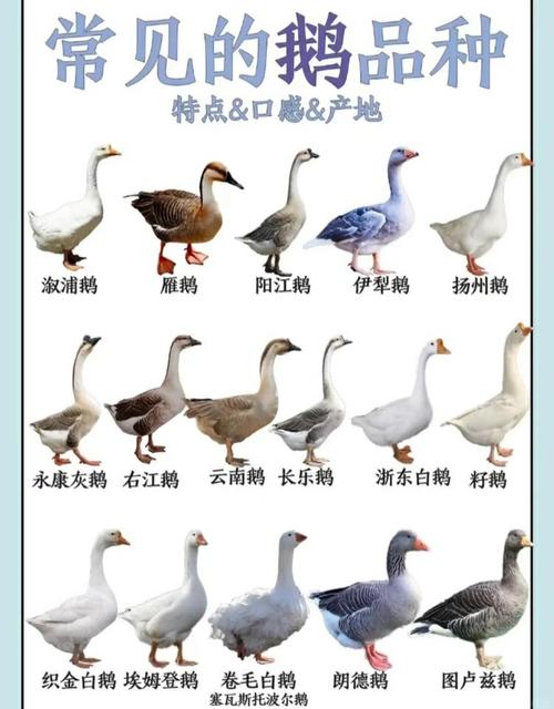 我国饲养的鸭到底有几个品种?-图3 我国饲养的鸭到底有几个品种?-图3