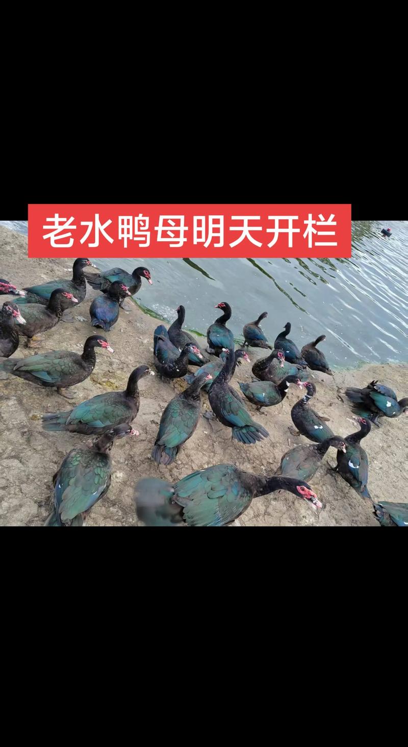 2025年水鸭价格行情会涨还是跌？-图3