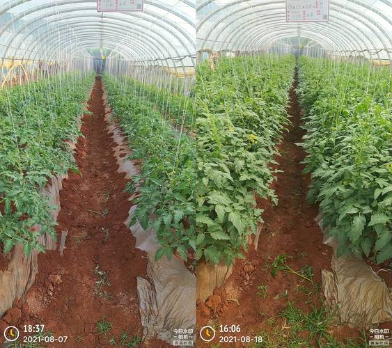 东季温室西红柿施肥技术-图1 东季温室西红柿施肥技术-图1