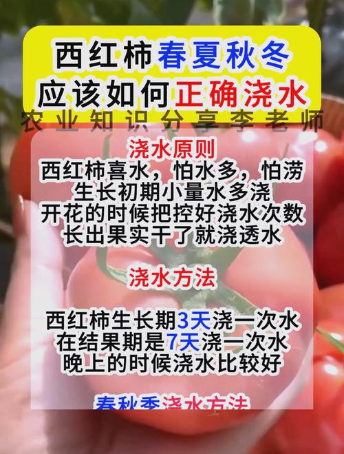 东季温室西红柿施肥技术-图2 东季温室西红柿施肥技术-图2