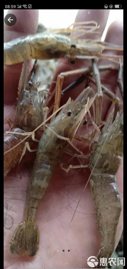 东北养草虾品种技术如何？-图2