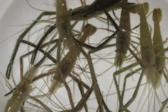 东北养草虾品种技术如何?-图1 东北养草虾品种技术如何?-图1