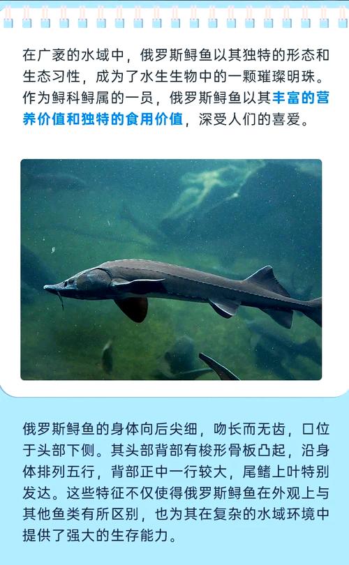 鲟鱼养殖要满足哪些条件和技术要求？-图3