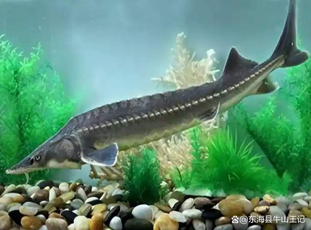 鲟鱼养殖要满足哪些条件和技术要求？-图1