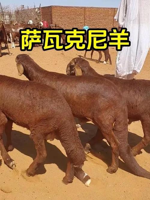 尾巴最长的羊是哪个品种？-图1