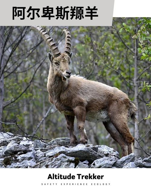 尾巴最长的羊是哪个品种？-图2