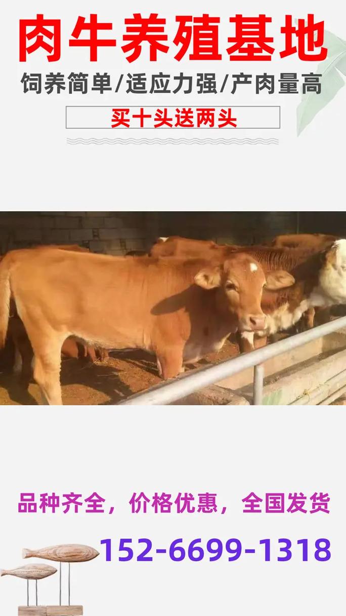 湖北随州养什么品种的牛-图1