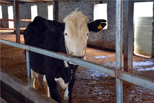 湖北随州养什么品种的牛-图2