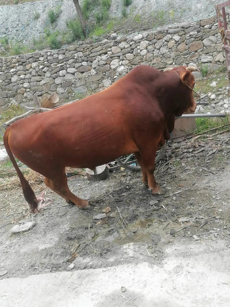 湖北随州养什么品种的牛-图3