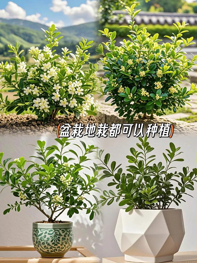 米兰花的品种及养殖方法-图2 米兰花的品种及养殖方法-图2