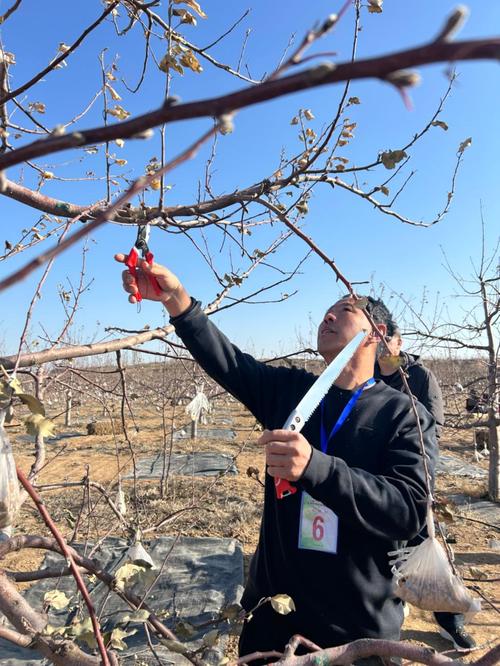 苹果春季修剪技术及方法-图2