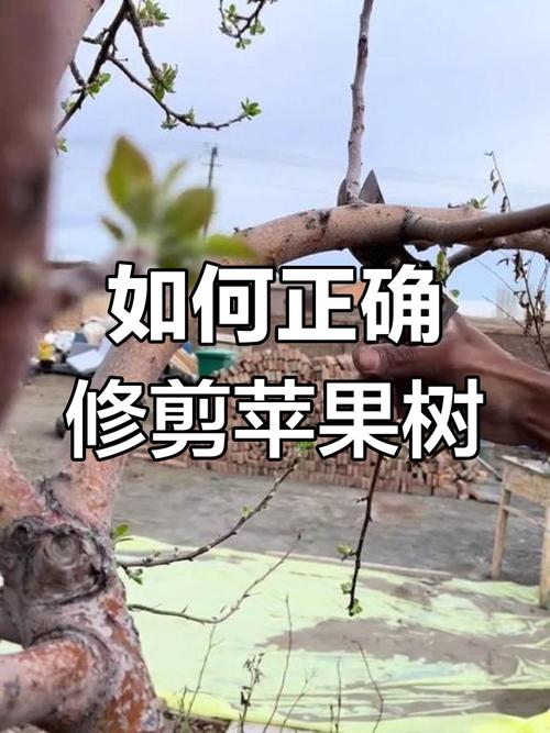 苹果春季修剪技术及方法-图3