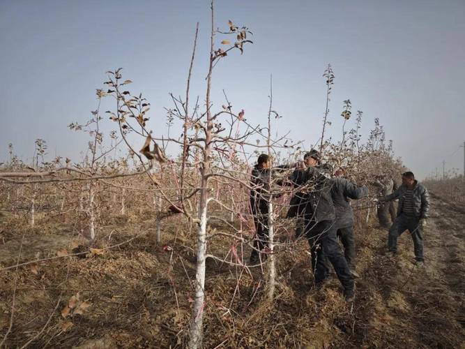 苹果春季修剪技术及方法-图1