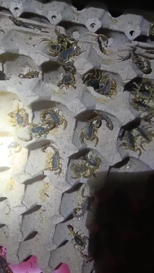 临沂蝎子价格 百度-图1