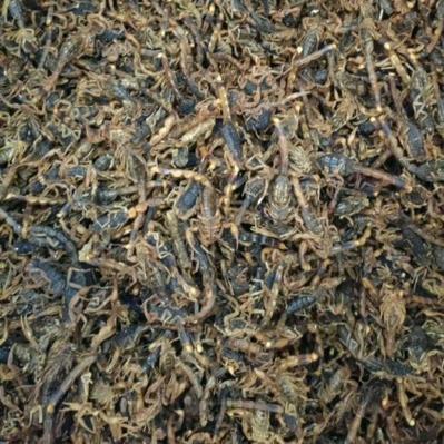 临沂蝎子价格 百度-图2