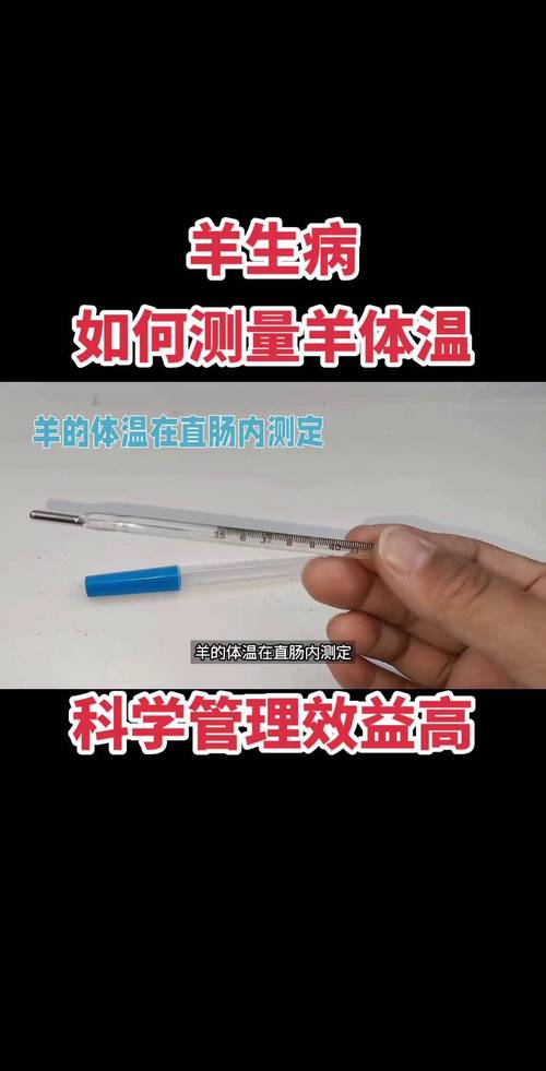 奶山羊养殖技术核心要点有哪些？-图1