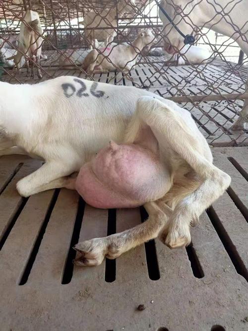 奶山羊养殖技术核心要点有哪些？-图3